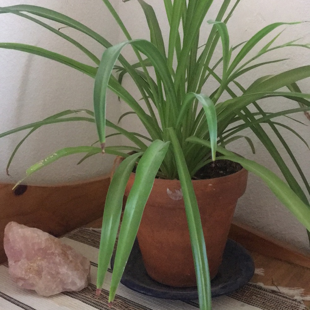 Meet your Posher, Spider